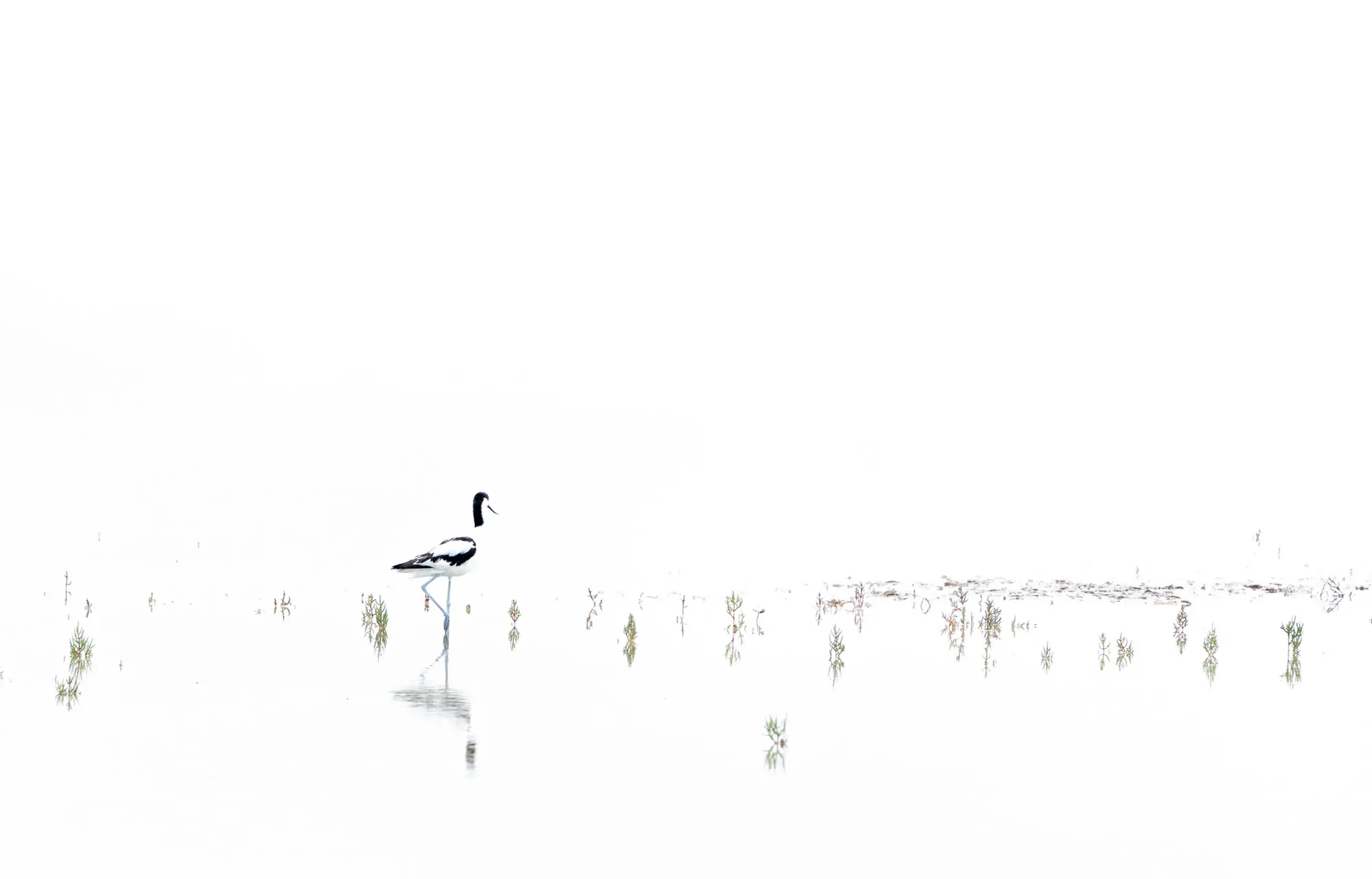 Photographie d’une échasse blanche dans les marais – Corentin Revel