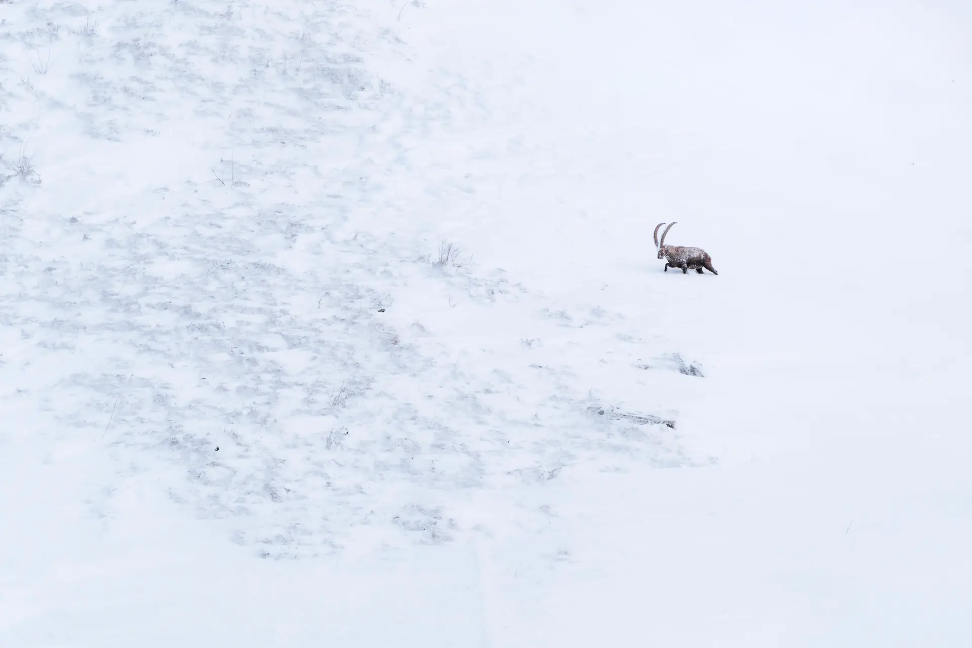 Un bouquetin des Alpes qui avance dans la neige– Nouveautés Corentin Revel