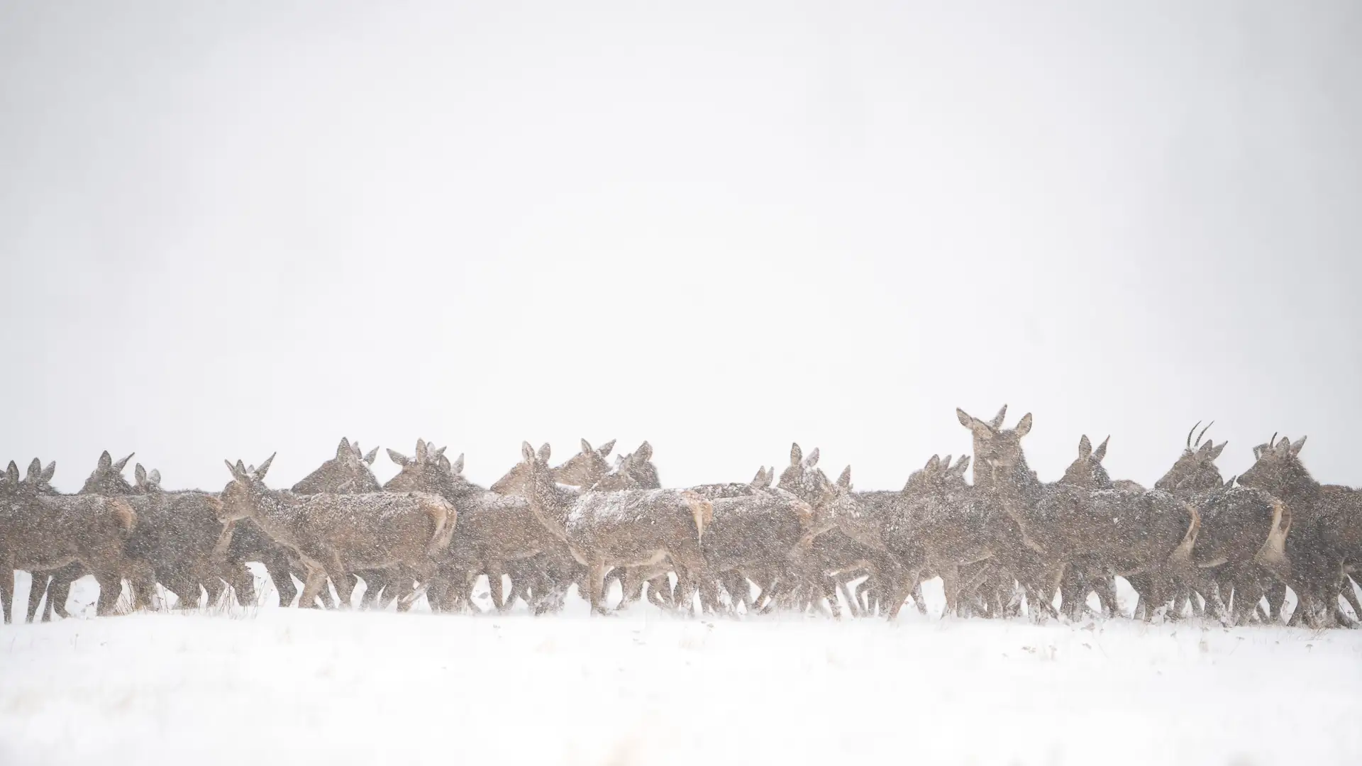 Une harde de biches dans la neige– Galerie Hiver Corentin Revel