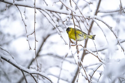 Tarin des aulnes - Spinus spinus