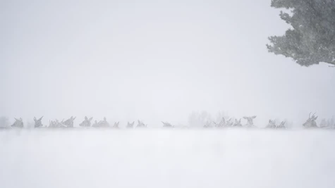 Cerf élaphe (Cervus elaphus)