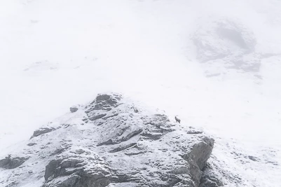 Bouquetin des Alpes - Capra ibex