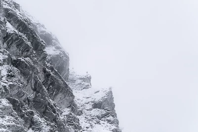 Bouquetin des Alpes - Capra ibex