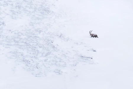 Bouquetin des Alpes - Capra ibex
