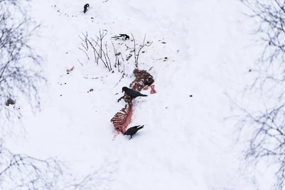 Le Grand Corbeau (Corvus corax)