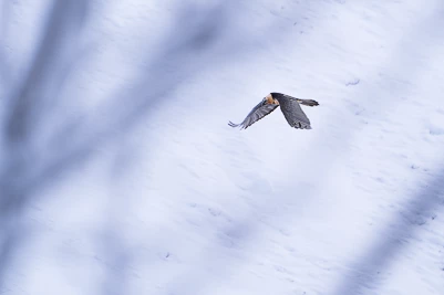 Gypaète barbu - Gypaetus barbatus