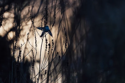 Mésange à long queue en contre jour au coucher du soleil.