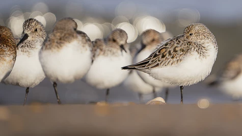 Bécasseau sanderling (Calidris alba)