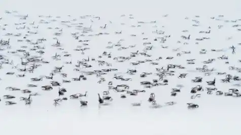 Bernache cravant (Branta bernicla)